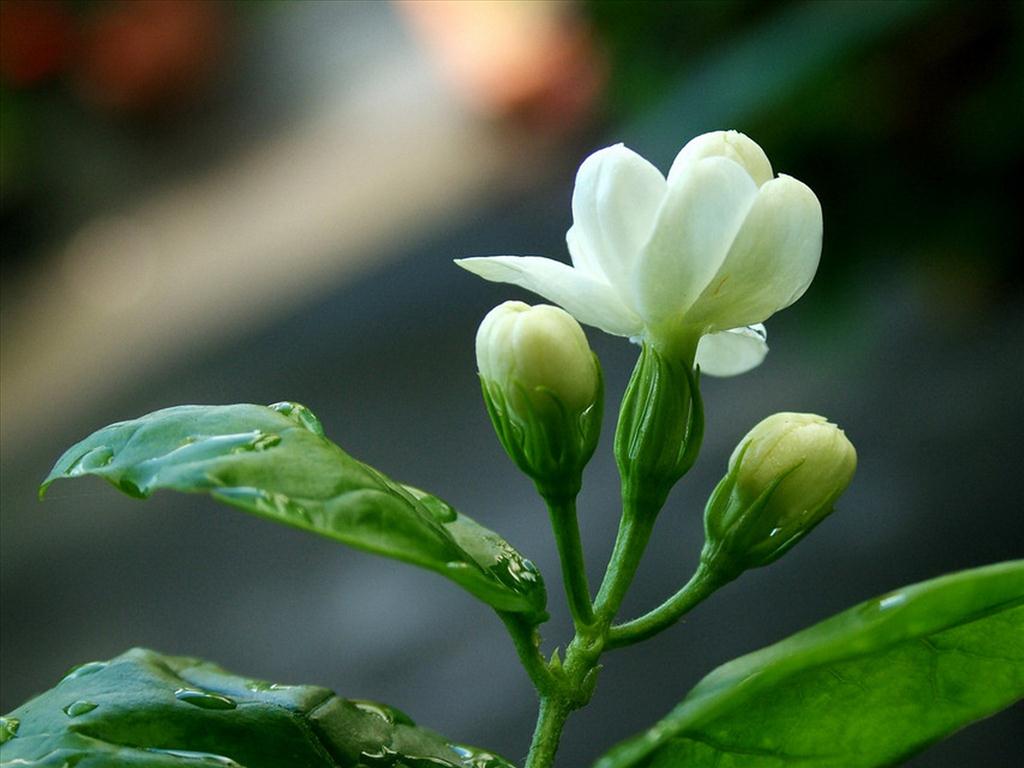 tuyen-tap-bo-hinh-nen-hoa-nhai-dep-nhat-cho-may-tinh-14